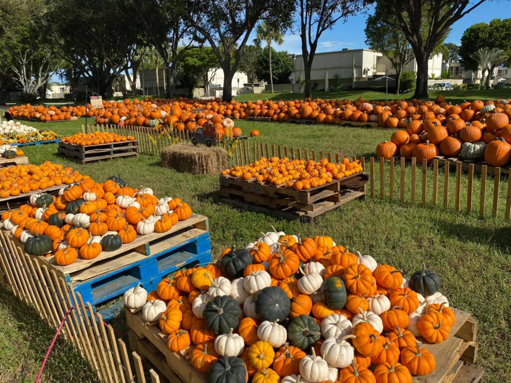 Pumpkin Patch at St Peters UMC